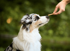 Comparatif friandises pour chiens diététiques