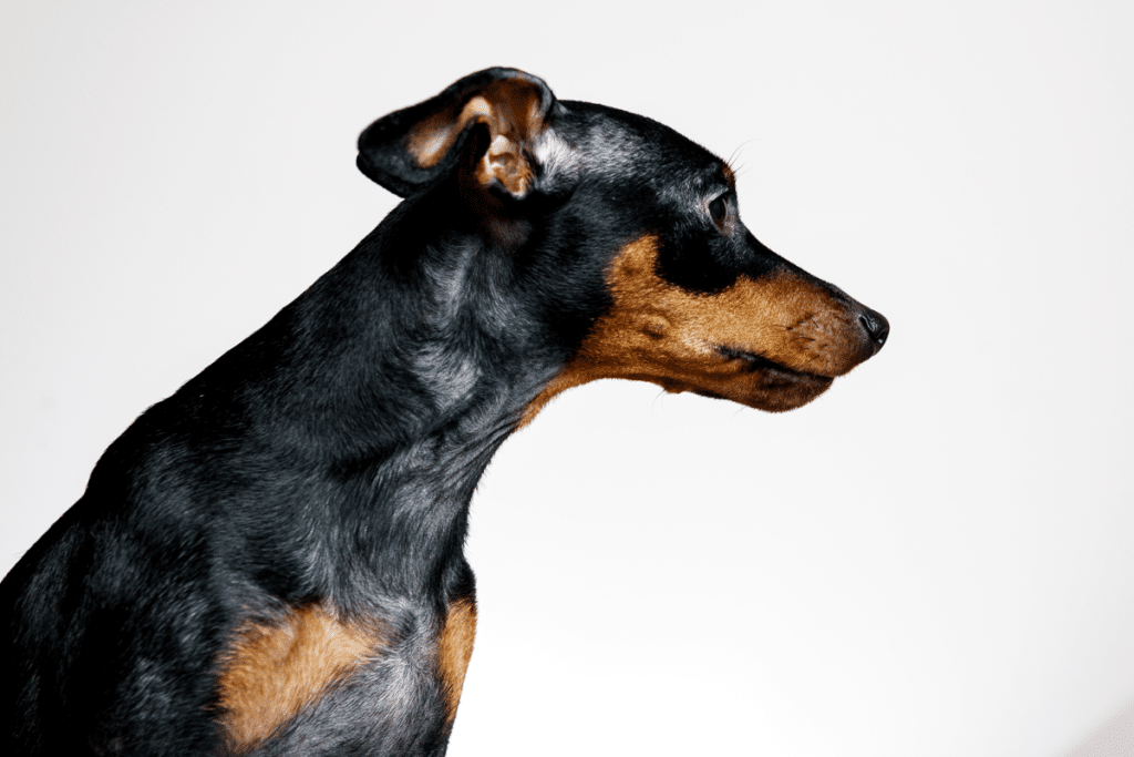 Alopécie chez le chien Symptômes et traitements