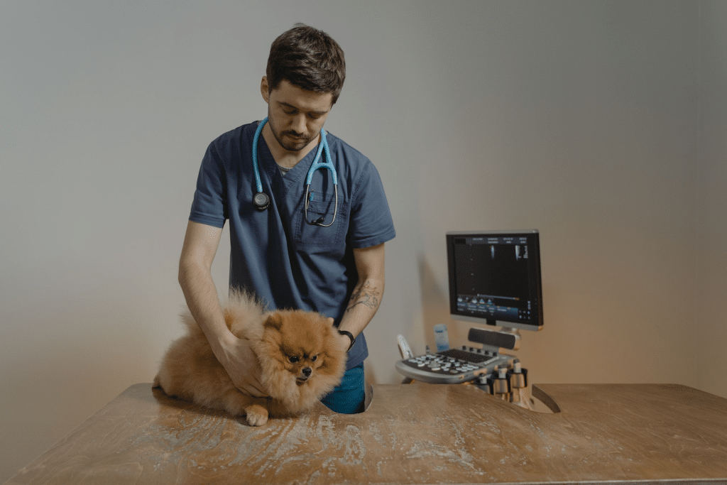 Conseils pour choisir un vétérinaire en urgence