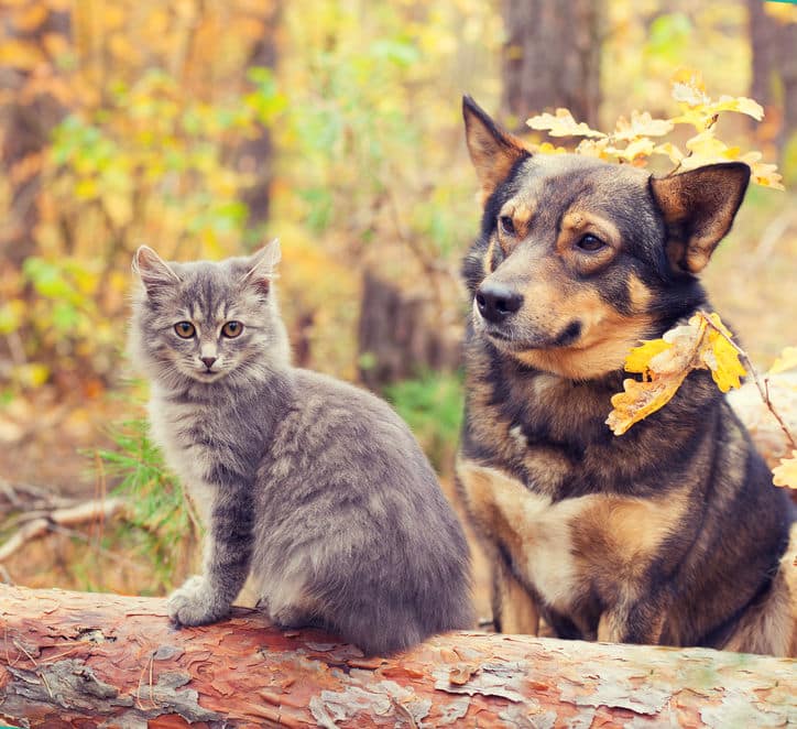 L’alimentation équilibrée pour chats et chiens